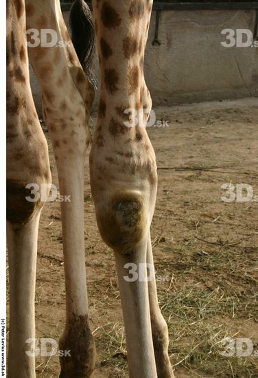 Knee Giraffe