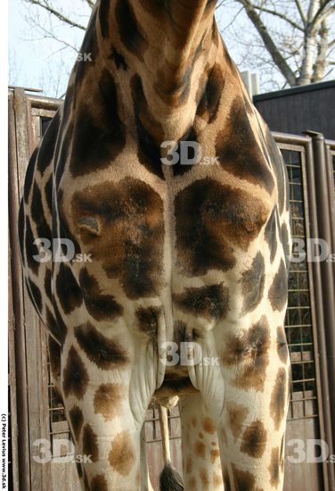 Chest Giraffe