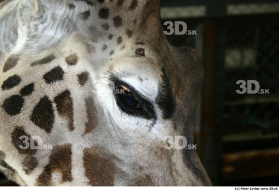 Eye Giraffe