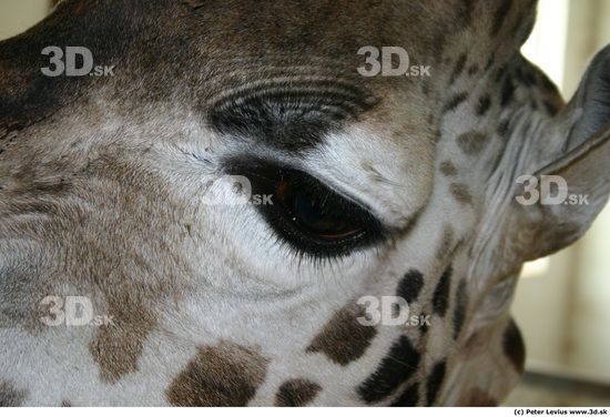 Eye Giraffe