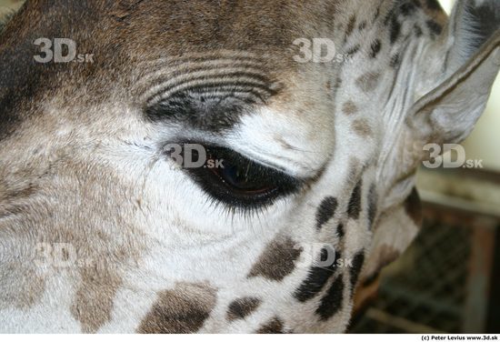 Eye Giraffe