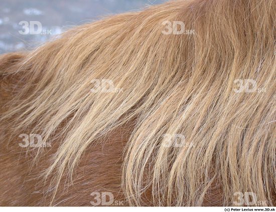 Hair Horse