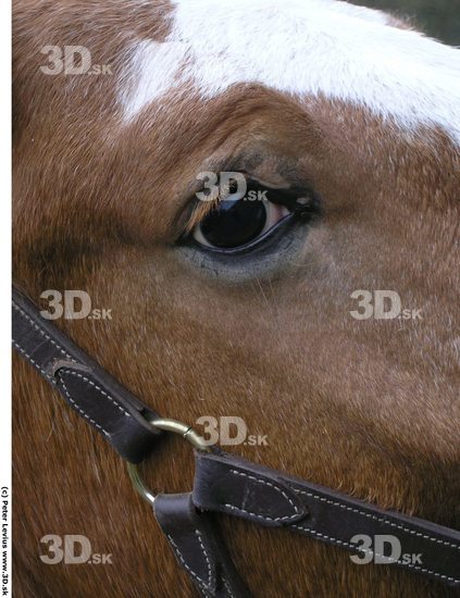 Eye Horse