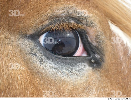 Eye Horse