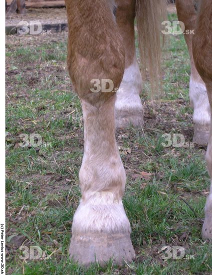 Calf Horse