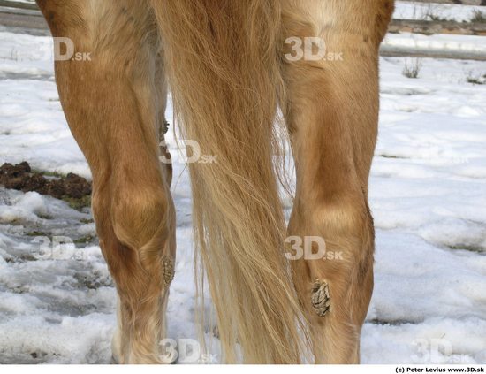 Tail Horse