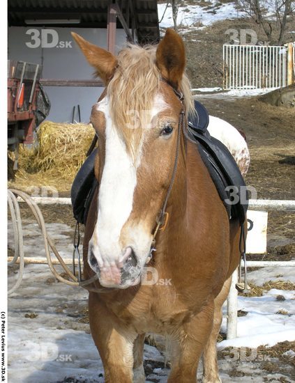 Upper Body Horse