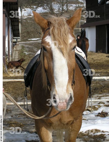 Upper Body Horse