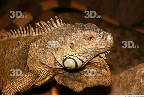 Head Iguana