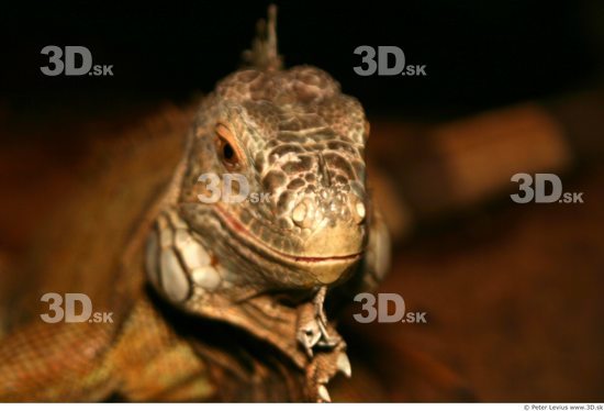 Head Iguana