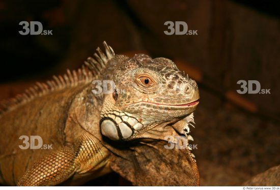 Head Iguana