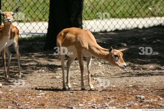 Antelope