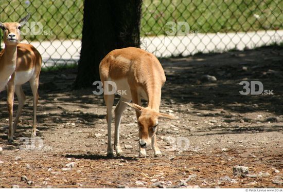 Antelope