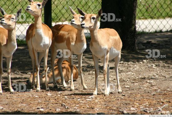 Antelope