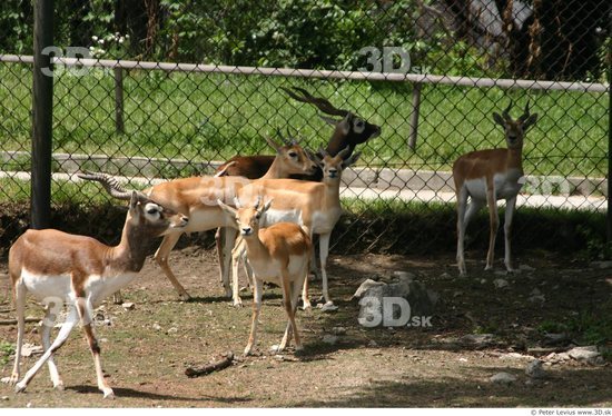 Whole Body Antelope