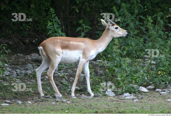 Whole Body Antelope