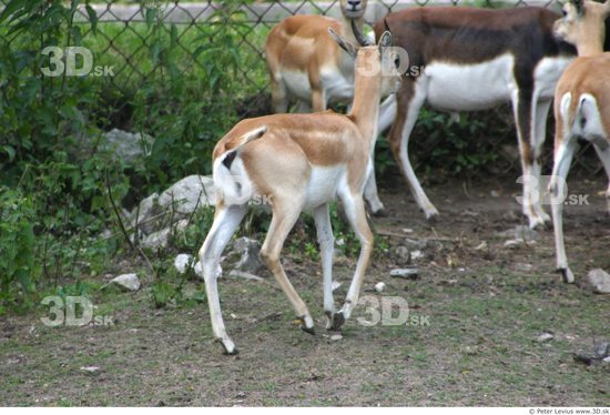 Whole Body Antelope