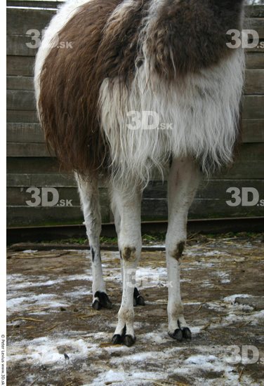 Leg Lama