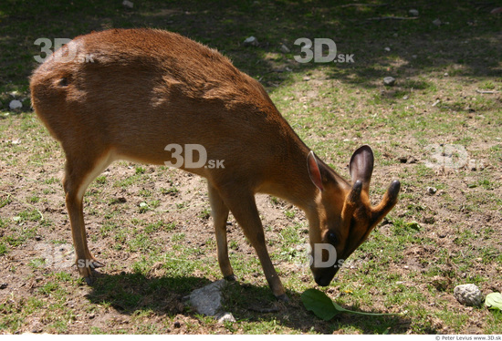 Whole Body Muntjac