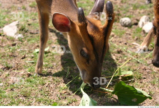 Head Muntjac