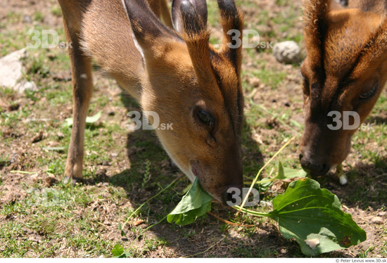 Head Muntjac