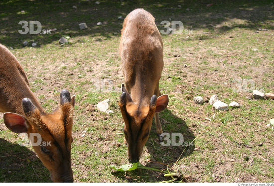 Whole Body Muntjac