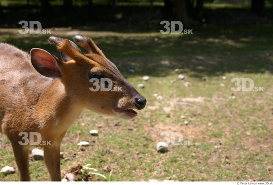 Head Muntjac