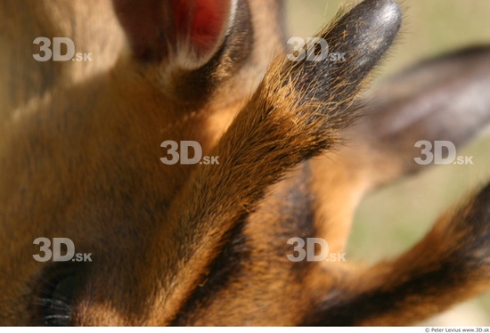 Head Muntjac