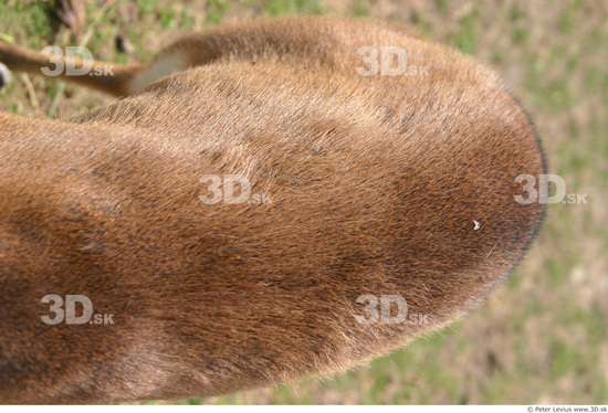 Back Muntjac