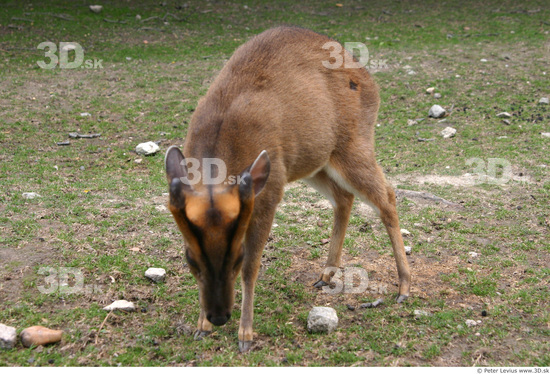 Whole Body Muntjac