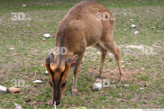 Whole Body Muntjac