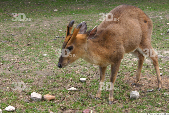 Whole Body Muntjac