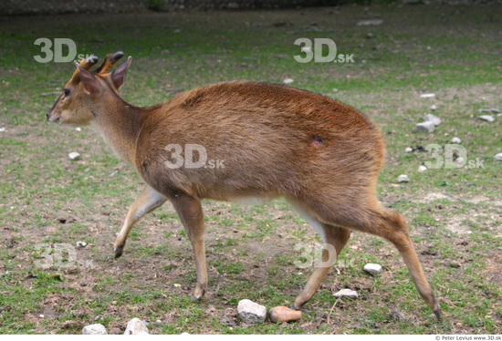 Whole Body Animation references Muntjac