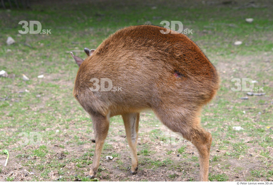 Whole Body Animation references Muntjac