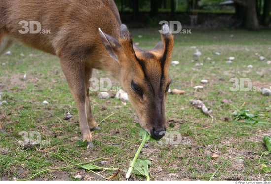 Head Muntjac