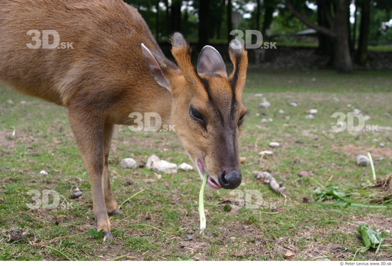 Head Muntjac