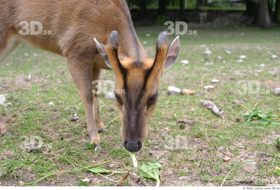 Head Muntjac