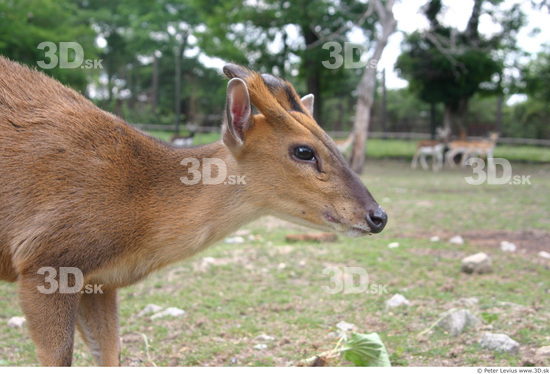 Upper Body Muntjac