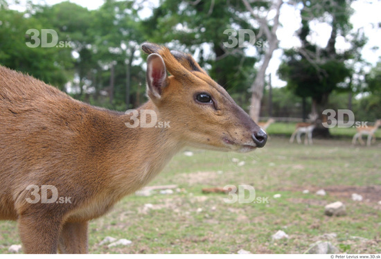 Upper Body Muntjac