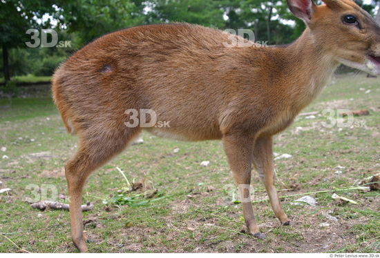 Whole Body Muntjac