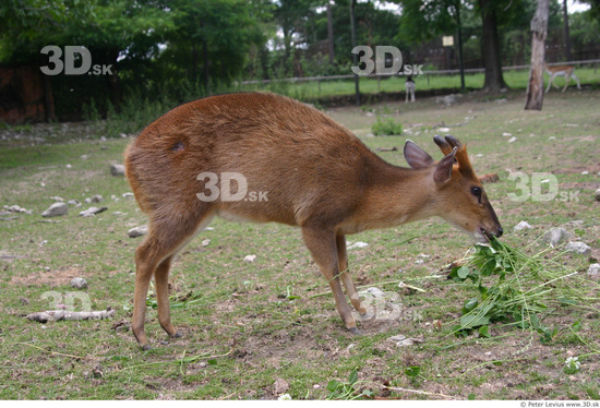 Whole Body Muntjac