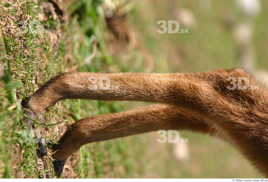 Calf Muntjac