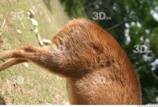 Thigh Muntjac