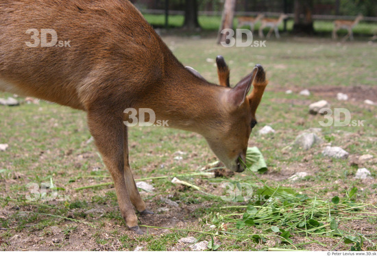 Upper Body Muntjac