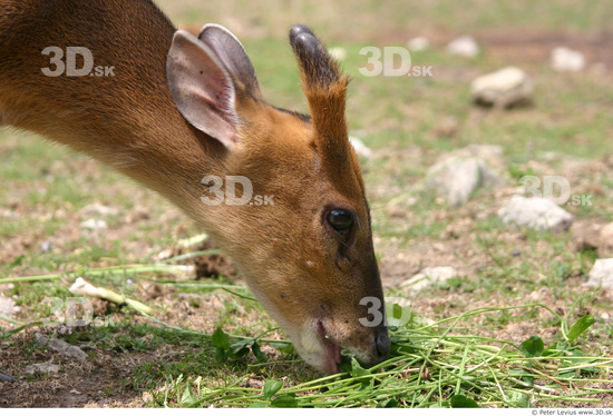 Head Muntjac