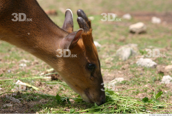 Head Muntjac