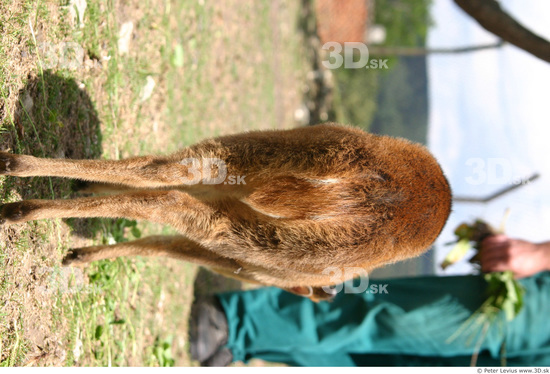 Whole Body Muntjac