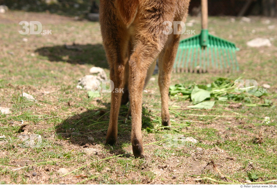 Leg Muntjac