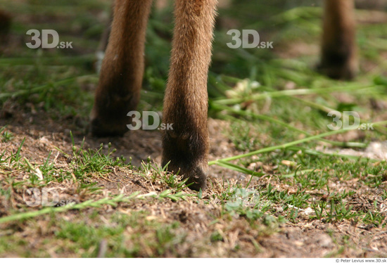 Foot Muntjac