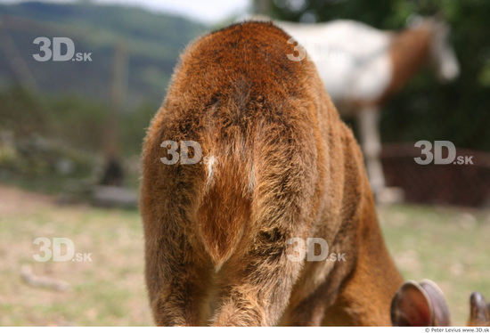 Bottom Muntjac